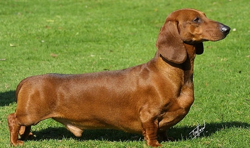 Dachshund