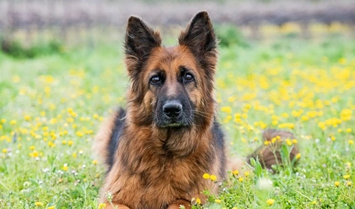 German Shepherd