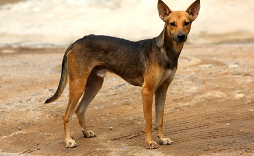 Indian Pariah Dog