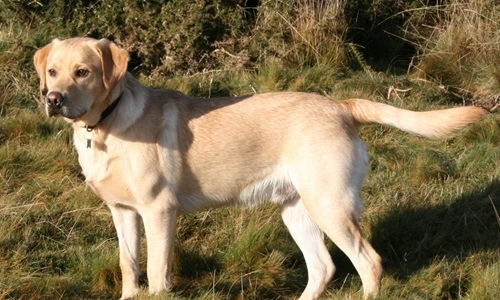 Labrador Retriever