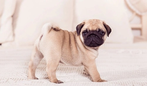 Pug