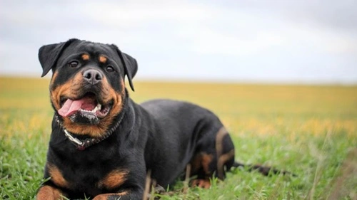 Rottweiler