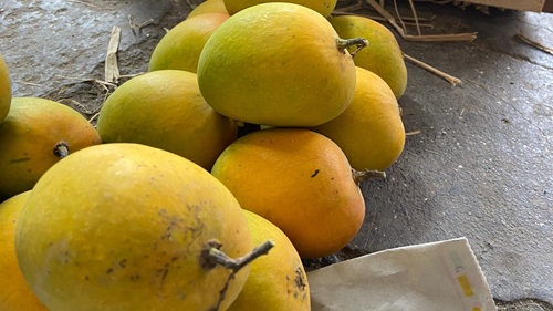 Alphonso Mango (Hapus)