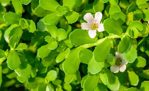 Brahmi Plant