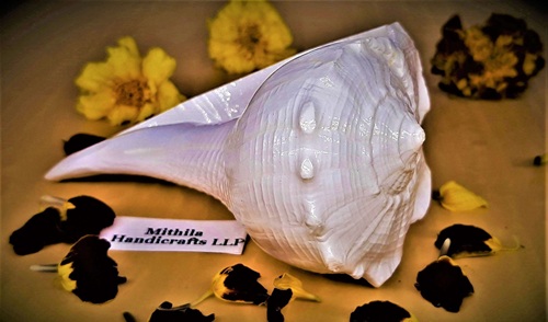 Dakshinavarti Shankh