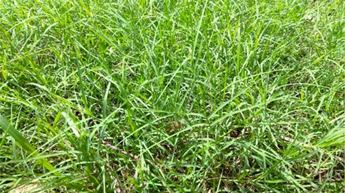 Durva Grass