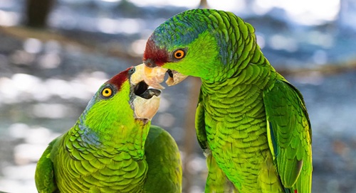 Male and Female Parrots