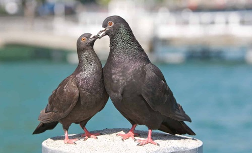 Male and Female Pigeon