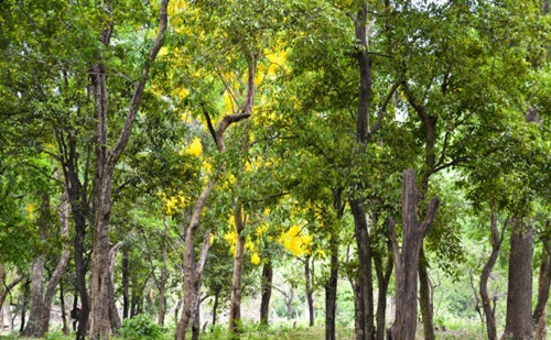  Sandalwood Tree