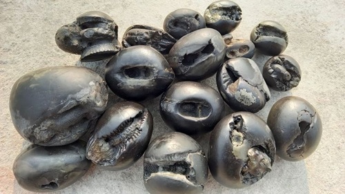 Shaligram Stone