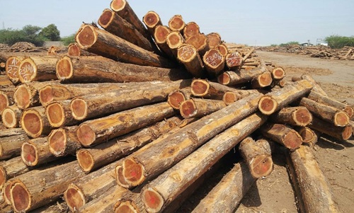 Teak (Sagwan) Wood